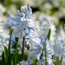 Nivalis SnowDrop Flower seeds for Planting - Easy to Grow, Heirloom & GMO Free Seeds for Home Garden