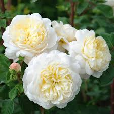 Climbing Rose Flower seeds for Planting Premium Quality Heirloom & GMO Free Seeds for Home Garden