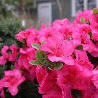 Pink Azalea Perennial Flower seeds for Planting - Seasonal Bloomer, Heirloom & GMO Free Seeds for Home Garden
