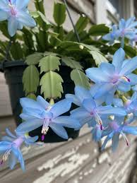 Blue Schlumbergera Flower Seeds for Planting Seasonal Bloomer Heirloom & GMO Free Seeds for Home Garden
 
 Sale
