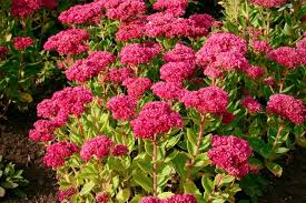 Pink Sedum Telephium Flower seeds for Planting - Wildflower Mix, Heirloom & GMO Free Seeds for Home Garden