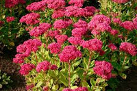 Pink Sedum Telephium Flower seeds for Planting - Wildflower Mix, Heirloom & GMO Free Seeds for Home Garden