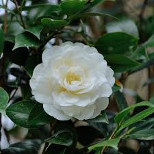 Light Green Camellia Flower Seeds for Planting Seasonal Bloomer Heirloom & GMO Free Seeds for Home Garden
 
 Sale
