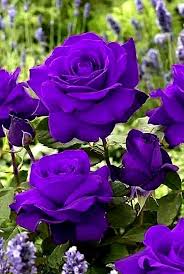 Violet Rare Rose Flower Seeds for Planting Long Bloom Season Heirloom & GMO Free Seeds for Home Garden
 
 Sale