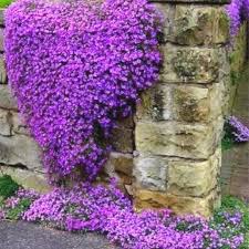 Lavender Aubrieta Cultorum Flower Seeds for Planting Fragrant Blossoms Heirloom & GMO Free Seeds for Home Garden
 
 Sale
