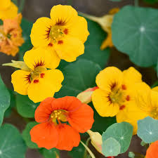 Yellow Red Nasturtium Flower Seeds Planting