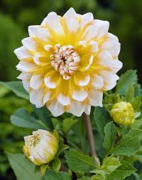 White & Yellow Dahlia Flower Seeds – Shade Tolerant Heirloom & NonGMO Seeds for Home Garden
 
 Sale