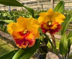 Yellow Cattleya Hybrida Flower seeds for Planting - Shade Tolerant, Heirloom & GMO Free Seeds for Home Garden