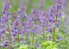 Violet Catmint Flower seeds for Planting - Pollinator Friendly, Heirloom & GMO Free Seeds for Home Garden
