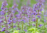 Violet Catmint Flower seeds for Planting - Pollinator Friendly, Heirloom & GMO Free Seeds for Home Garden