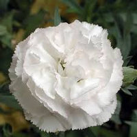 White Carnation Flower Seeds for Planting Drought Tolerant Heirloom & GMO Free Seeds for Home Garden
 
 Sale