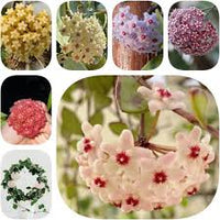 Mixed Color Hoya Flower Seeds for Planting Shade Tolerant Heirloom & GMO Free Seeds for Home Garden
 
 Sale