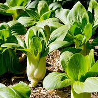 Green Shanghai Vegetable Seeds for Planting