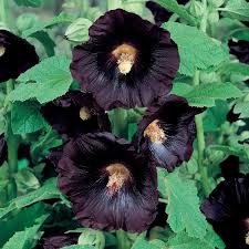 Dark Purple Althaea Rosea Flower Seeds for Planting Compact Growth Heirloom & GMO Free Seeds for Home Garden
 
 Sale