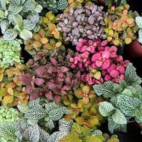 Mixed Fittonia Verschaffeltii Flower seeds for Planting - Cut Flower Favorite, Heirloom & GMO Free Seeds for Home Garden