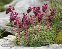 Purple Saxifraga Sempervivum Flower seeds for Planting - Compact Growth, Heirloom & GMO Free Seeds for Home Garden