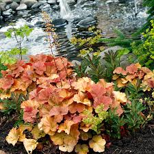 Mixed Heuchera Micrantha Flower seeds for Planting - Colorful Display, Heirloom & GMO Free Seeds for Home Garden