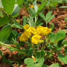 Peanut Flower seeds for Planting - Fragrant Blossoms, Heirloom & GMO Free Seeds for Home Garden