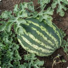 Klondike Watermelon Seeds for Planting  Sweet & Juicy Melons
