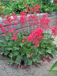 Heuchera Versatile Foliage Superstars Flower seeds for Planting Drought Tolerant Heirloom & GMO Free Seeds for Home Garden