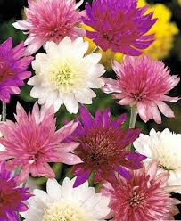 Xeranthemum Annuum Flower seeds for Planting - Wildflower Mix, Heirloom & GMO Free Seeds for Home Garden