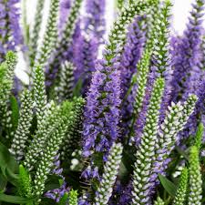 Veronica Spicata Planting for Vibrant Blooms  Seeds for a Lush and Colorful Garden