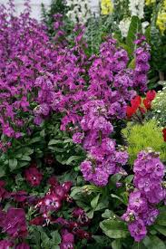 Violet Matthiola Incana Flower Seeds for Planting Compact Growth Heirloom & GMO Free Seeds for Home Garden
 
 Sale