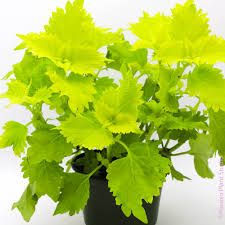 Light Green Dragon Coleus Seeds for Planting – Cottage Garden Essential Heirloom & NonGMO Seeds for Home Garden
 
 Sale