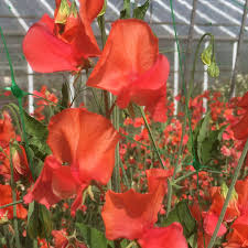 Orange Sweet Pea Flower seeds for Planting Colorful Display Heirloom & GMO Free Seeds for Home Garden