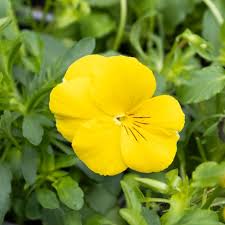 Yellow Pansy Flower seeds for Planting - Perfect for Borders, Heirloom & GMO Free Seeds for Home Garden