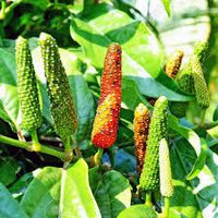 Long Pepper Seeds for Planting - Piper Longum Vegetable Seeds