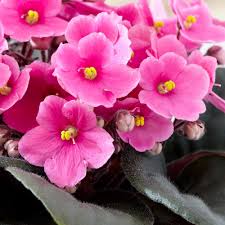 Baby Pink Saintpaulia Flower seeds for Planting - Compact Growth, Heirloom & GMO Free Seeds for Home Garden