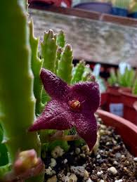 Stapelia Pulchella Succulent Flower seeds for Planting - Hardy Variety, Heirloom & GMO Free Seeds for Home Garden