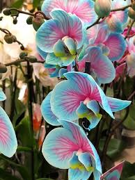 Heirloom Orchid Ball Flower seeds for Planting Compact Growth Heirloom & GMO Free Seeds for Home Garden