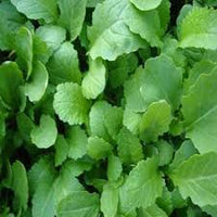 Green Turnip Seeds for Planting