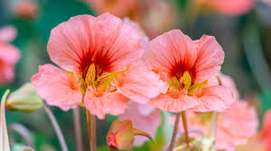 Pale Pink Nasturtium Flower Seeds for Planting Shade Tolerant Heirloom & GMO Free Seeds for Home Garden
 
 Sale