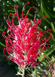Red Grevillea Robusta Flower Seeds for Planting