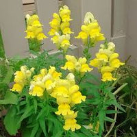 Snapdragon Golden Flower seeds for Planting - Sun Loving, Heirloom & GMO Free Seeds for Home Garden