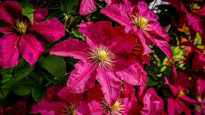 Pink Yellow Clematis Flower seeds for Planting - Cottage Garden Essential, Heirloom & GMO Free Seeds for Home Garden