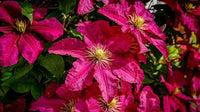 Pink Yellow Clematis Flower seeds for Planting - Cottage Garden Essential, Heirloom & GMO Free Seeds for Home Garden