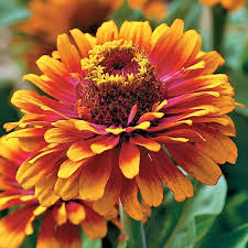 Zowie Flower Planting Seeds for Vibrant Blooms and Thriving Gardens - Seed for Your Colorful Floral Display