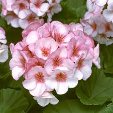 Pale Pink Geranium Flower Seeds for Planting Perfect for Borders Heirloom & GMO Free Seeds for Home Garden
 
 Sale
