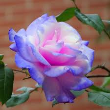 Sky Blue Pink Rose Flower Seeds for Planting Garden Favorite Heirloom & GMO Free Seeds for Home Garden
 
 Sale