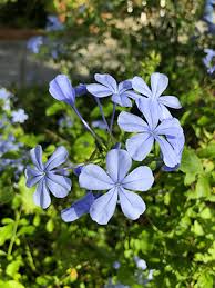 Plumbago Flower seeds for Planting Sun Loving Heirloom & GMO Free Seeds for Home Garden 
 
 Sale