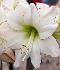 Hippeastrum Rutilum Flower seeds for Planting - Easy to Grow, Heirloom & GMO Free Seeds for Home Garden
