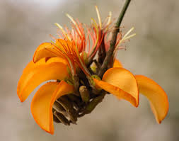 Yellow Erythrina Flower seeds for Planting - Sun Loving, Heirloom & GMO Free Seeds for Home Garden