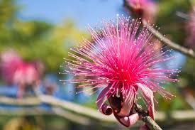 Ellipticum Flower seeds for Planting Sun Loving Heirloom & GMO Free Seeds for Home Garden