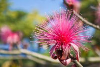 Ellipticum Flower seeds for Planting Sun Loving Heirloom & GMO Free Seeds for Home Garden