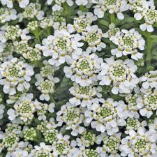 Iberis Sempervirens Flower seeds for Planting - Cut Flower Favorite, Heirloom & GMO Free Seeds for Home Garden