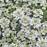 Iberis Sempervirens Flower seeds for Planting - Cut Flower Favorite, Heirloom & GMO Free Seeds for Home Garden